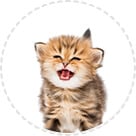 CHATS