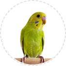 OISEAUX