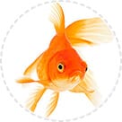 POISSONS