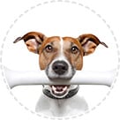 CHIENS