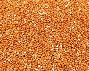 MILLET ROUGE 25KG