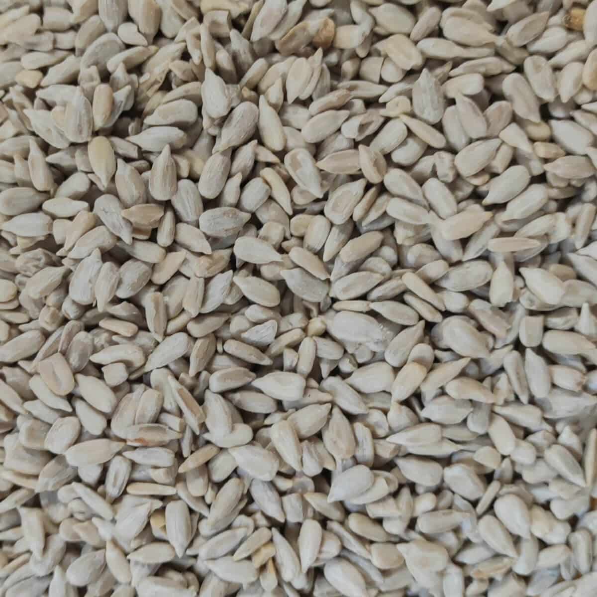 Graines-de-tournesol-2