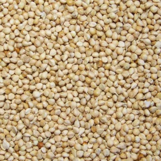 graines-de-millet-blanc-25-kg